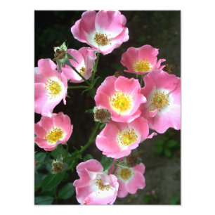 Impression Photo Roses sauvages fleurissants dans le jardin secret