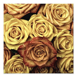 Impression Photo Roses vintages