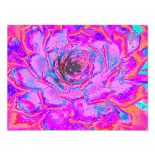 Impression Photo Rosette de Sedum Succulent Violet et Magenta