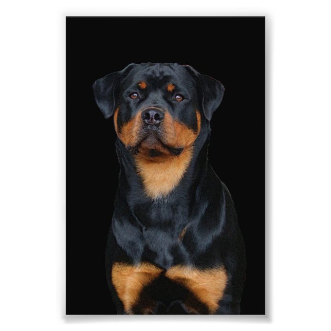 Impression Photo Rottweiler   (Devant)