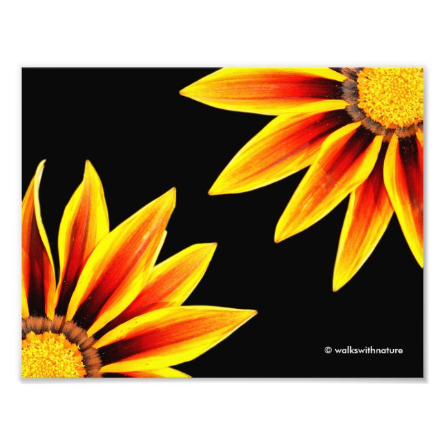 Impression Photo Rouge Orange Kiss Golden Flame Gazanias (Devant)