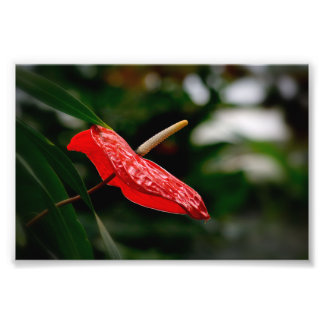 Impression Photo Rouge tropicale Anthurium Laceleaf Tailflower