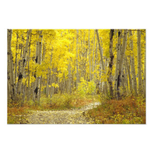 Impression Photo Route avec couleurs d'automne et trembles à Kebler