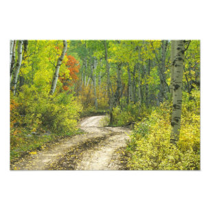 Impression Photo Route avec couleurs d'automne et trembles à Kebler