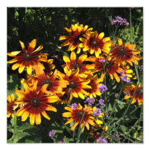 Rudbeckia 12"x12"