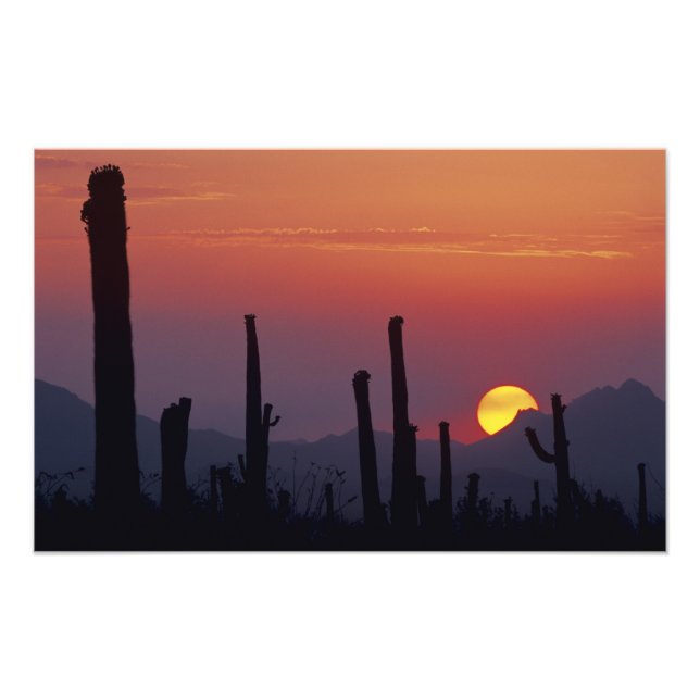 Impression Photo Saguaro Cactus Carnegiea gigantea), coucher du sol (Devant)