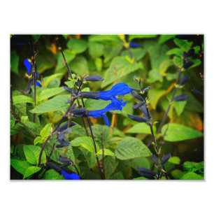 Impression Photo Salvia guaranitica les fleurs noir et bleu