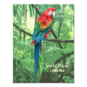 Impression Photo Scarlet Macaw Costa Rica Design