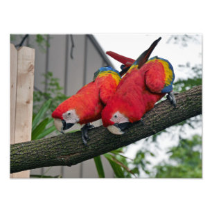 Impression Photo Scarlet Macaws