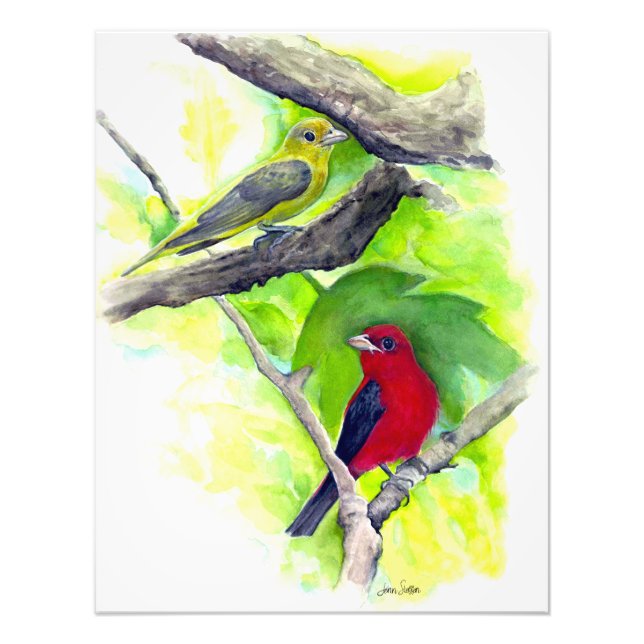 Impression Photo Scarlet Tanagers Oiseaux Aquarelle Peinture (Devant)