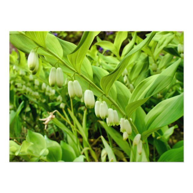 Impression Photo Sceau Solomons (Devant)