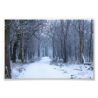 Impression Photo Scottish Bluebell Woods en hiver