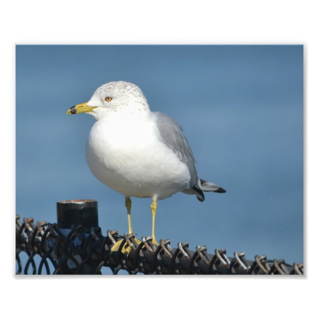 Impression photo Seagull (Devant)