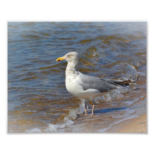 Impression photo Seagull (Devant)