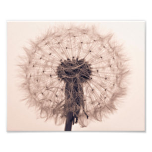 Impression Photo Sepia Dandelion Blow Ball Plante
