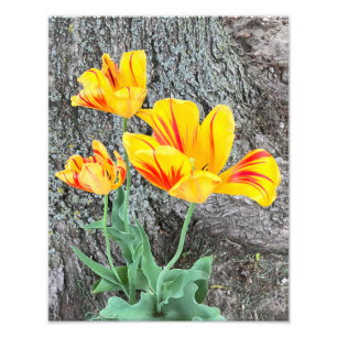 Impression Photo Séquence de trois tulipes jaunes /