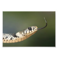 Serpent d'herbe