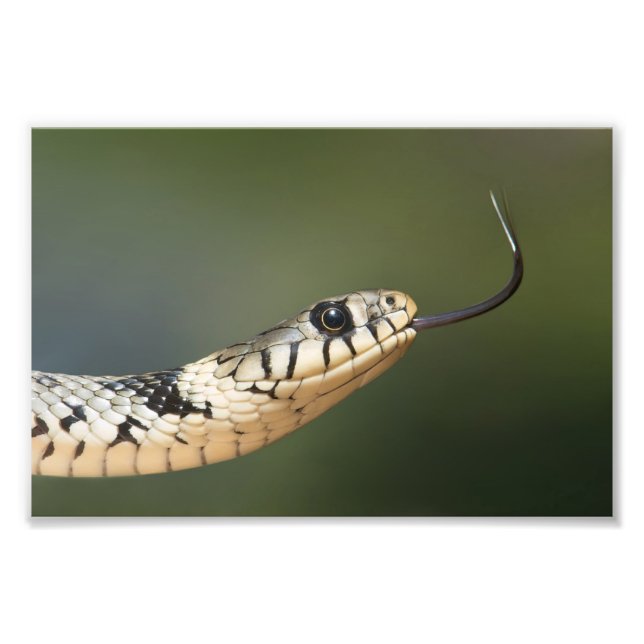 Impression Photo Serpent d'herbe (Devant)