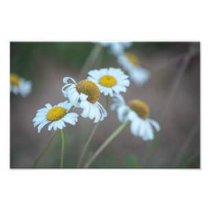Impression Photo Shasta Daisies sur le terrain
