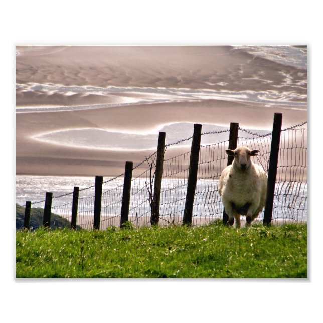 IMPRESSION PHOTO SHEEP (Devant)