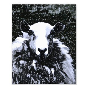 IMPRESSION PHOTO SHEEP