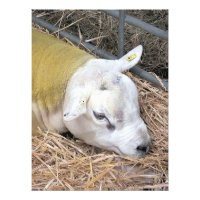 SHEEP