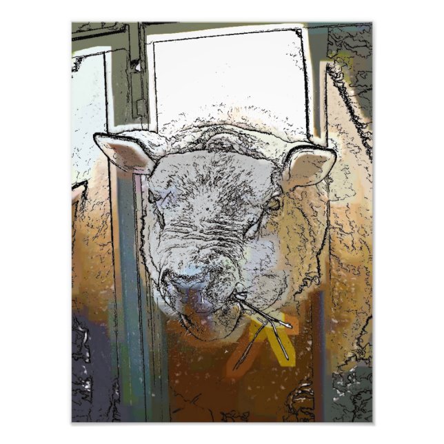 IMPRESSION PHOTO SHEEP (Devant)
