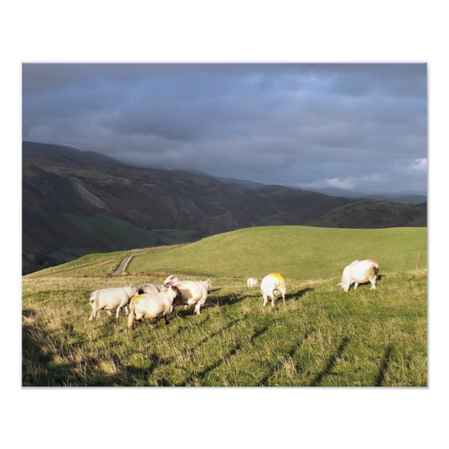 IMPRESSION PHOTO SHEEP DE MONTAGNE (Devant)