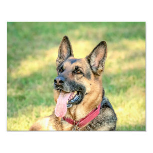 Impression Photo Shepard allemand 14x11