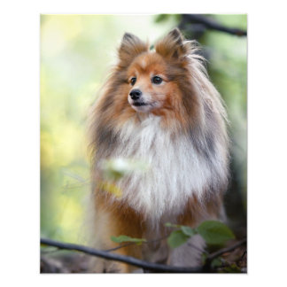 Impression Photo Shetland Sheepdog Shelter petit chien en forêt Jig