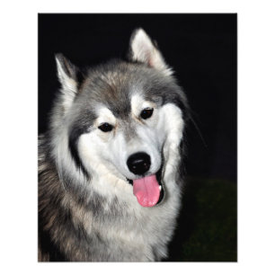 Impression Photo Sibérien Husky