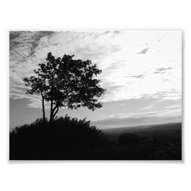 Impression Photo Silhouette d'arbre noir et blanc (Devant)