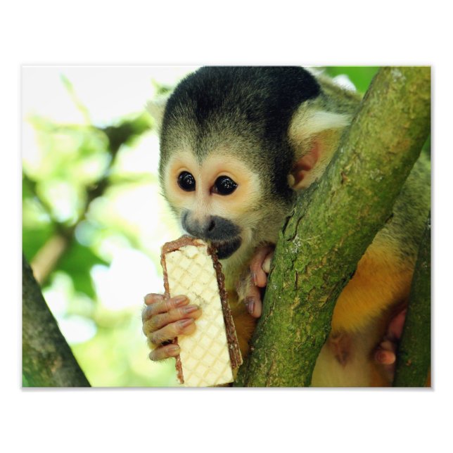 Impression Photo Singe écureuil mangeant un biscuit wafer (Devant)