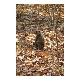 Impression Photo Singe en saison sèche