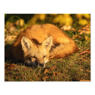 Impression photo Sleepy Little Fox