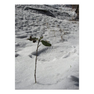 Impression Photo "Snow Sprout"