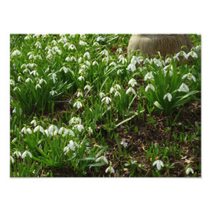 Impression Photo Snowdrops