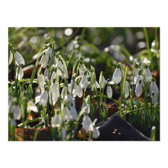 Impression Photo Snowdrops (Devant)