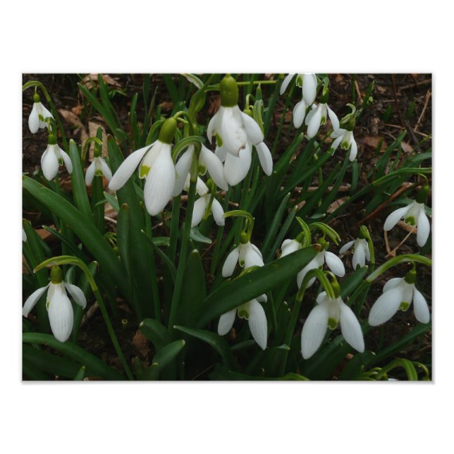 Impression Photo Snowdrops I (Devant)