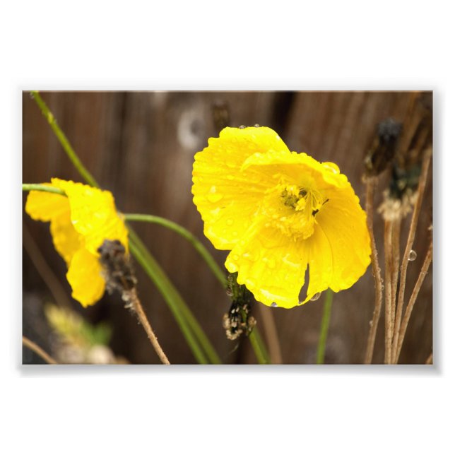 Impression Photo Soleil atténué (Devant)