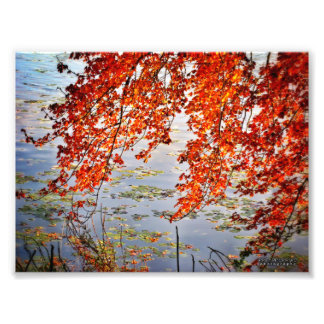 Impression Photo Soleil d'automne #2