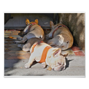 Impression Photo Sommeil de bouledogues français