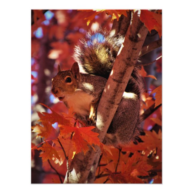 Impression Photo "Song Squirrel" (Devant)