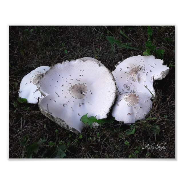 Impression Photo Soucoupes écrasées (Devant)