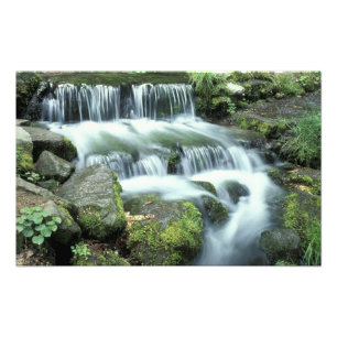 Impression Photo Source aux fougères, Parc national de Yosemite