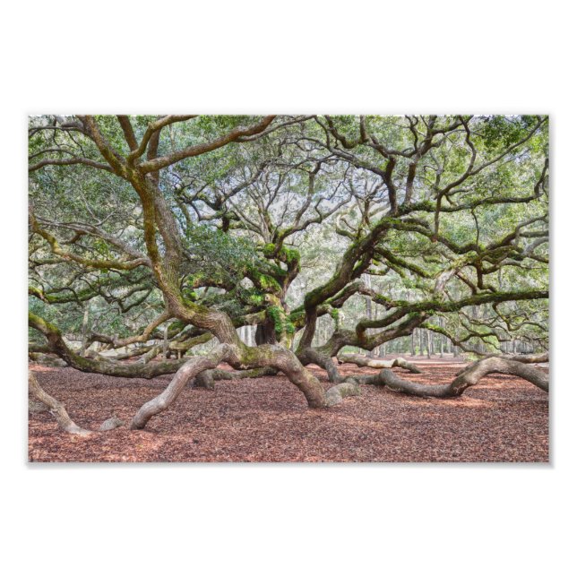 Impression Photo Sous Angel Oak, Caroline du Sud (Devant)