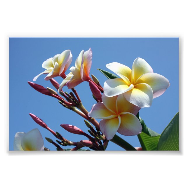 Impression Photo Spectacle Plumeria Frangipani Blooms (Devant)