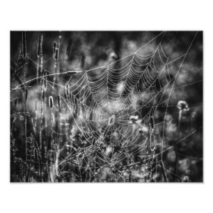 Impression Photo Spider Web Black and White Nature Fine Art