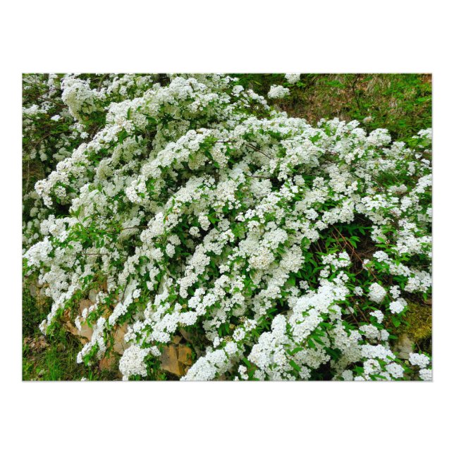 Impression Photo Spirea Arguta (Devant)