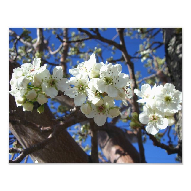 Impression Photo Spring Flowering Pear Tree (Devant)